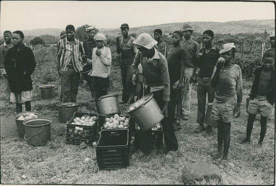 Farm  labourers, South Africa, photographer unknown, AL2547_11.1.4, SAHA Original Photograph  Collection