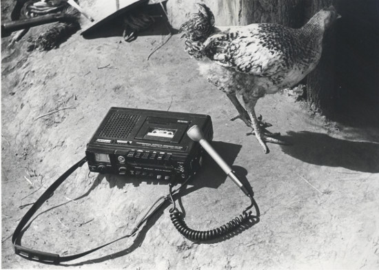 Tape recorder with chicken, 1980. Photograph by Biddy Partridge. Archived as SAHA collection AL2460_U06.03